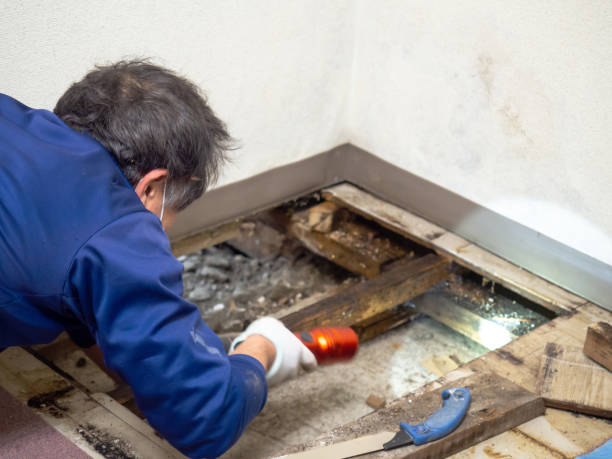 Best Mold Removal Process  in Gas City, IN