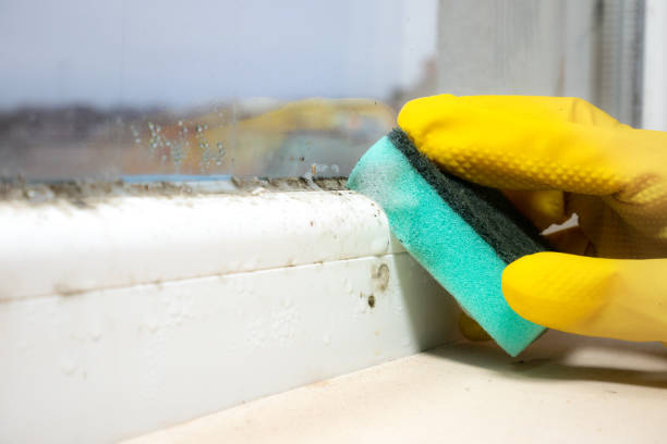 Mold Testing and Removal in Gas City, IN