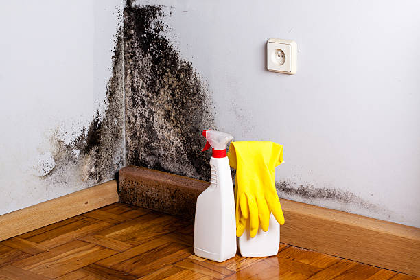 Best Fast Mold Removal  in Gas City, IN