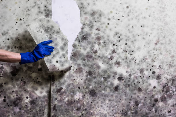 Best Mold Remediation  in Gas City, IN