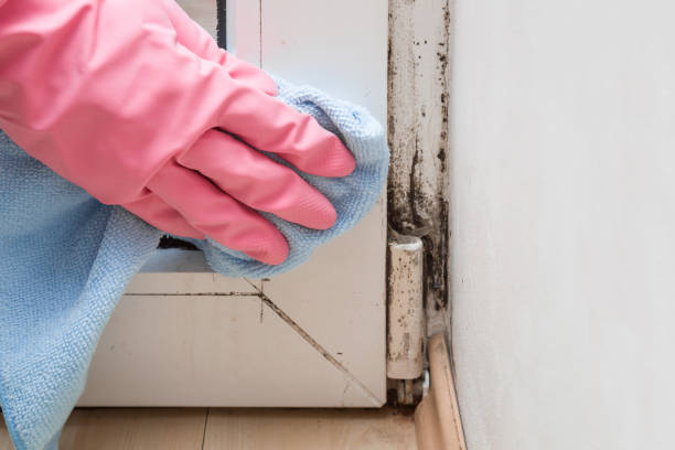 Best Mold Cleaning Services  in Gas City, IN
