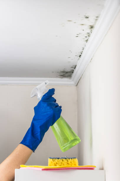 Best Attic Mold Removal  in Gas City, IN